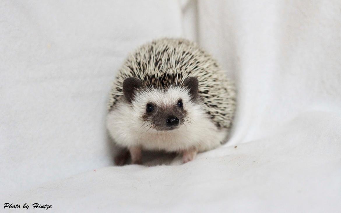 Pindsvin Dk Hedgies by Hintze's Baby billede 3