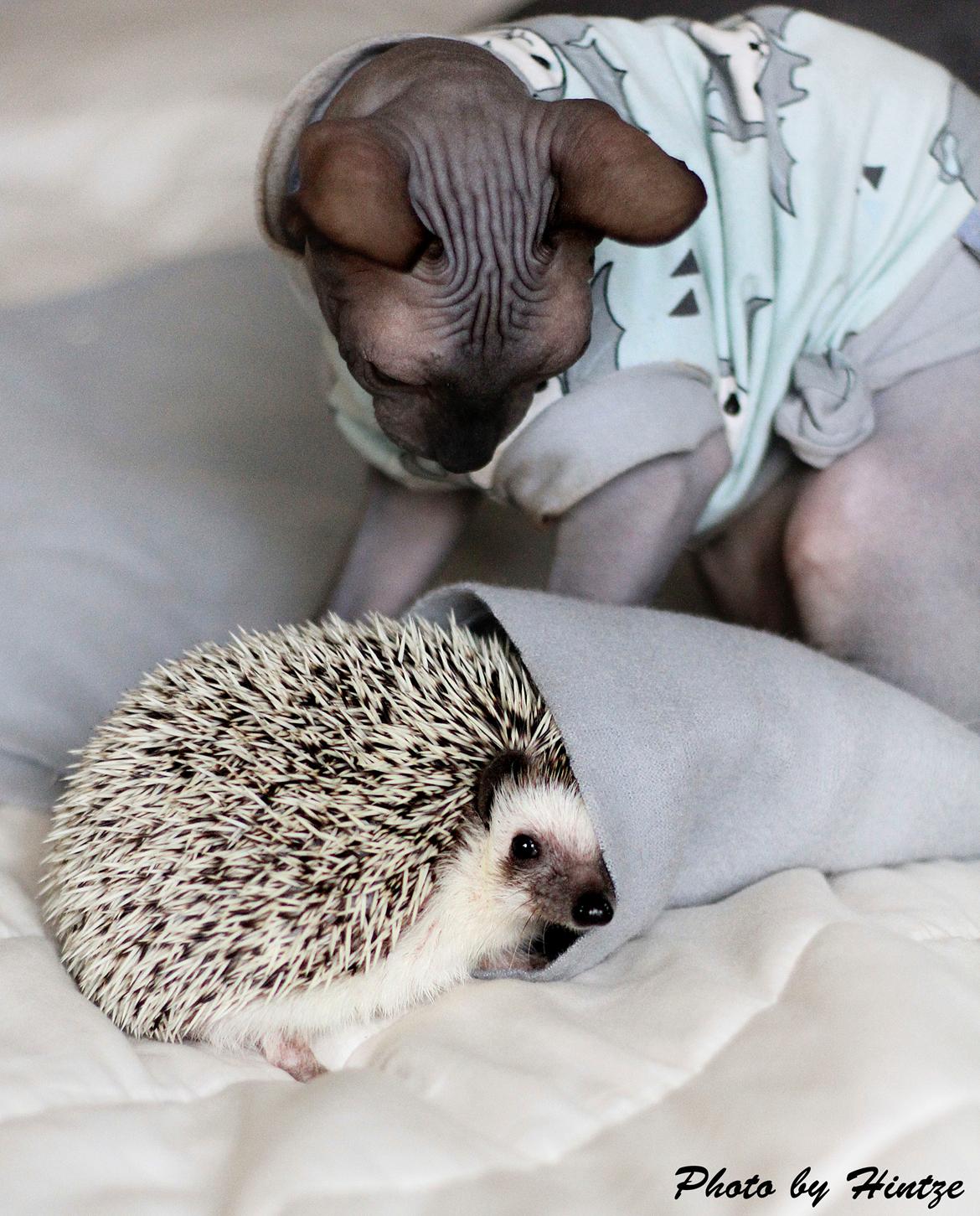 Pindsvin Dk Hedgies by Hintze's Baby billede 9