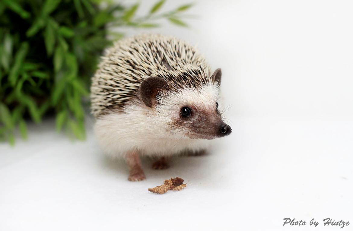Pindsvin Dk Hedgies by Hintze's Baby billede 10