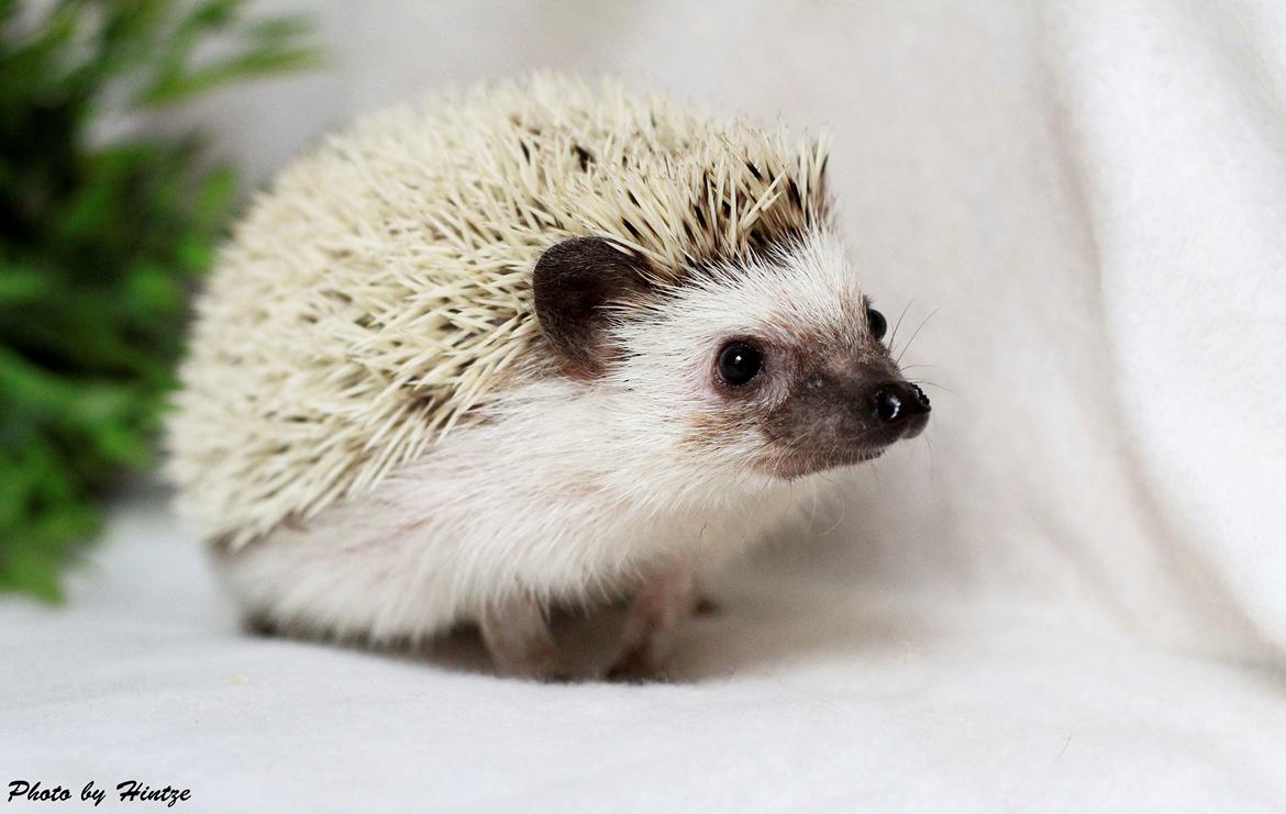 Pindsvin DRM Burgandy Rose  billede 1