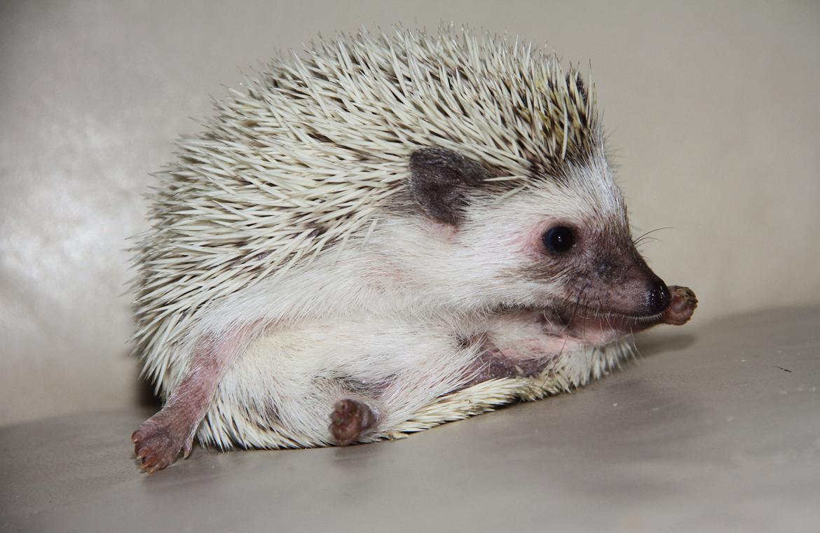 Pindsvin DRM Burgandy Rose  billede 3