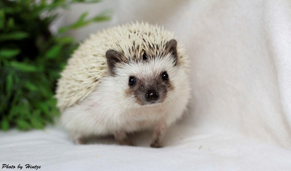 Pindsvin DRM Burgandy Rose  billede 2