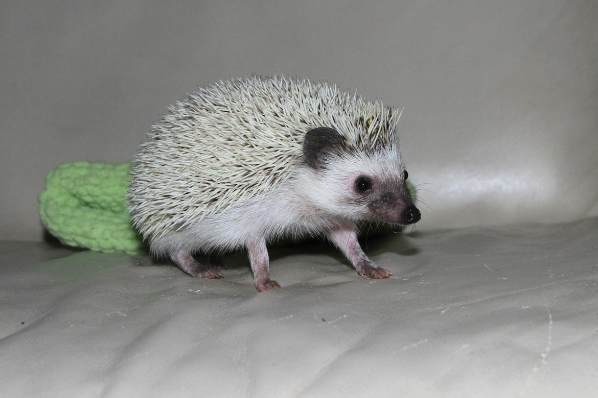 Pindsvin DRM Burgandy Rose  billede 4