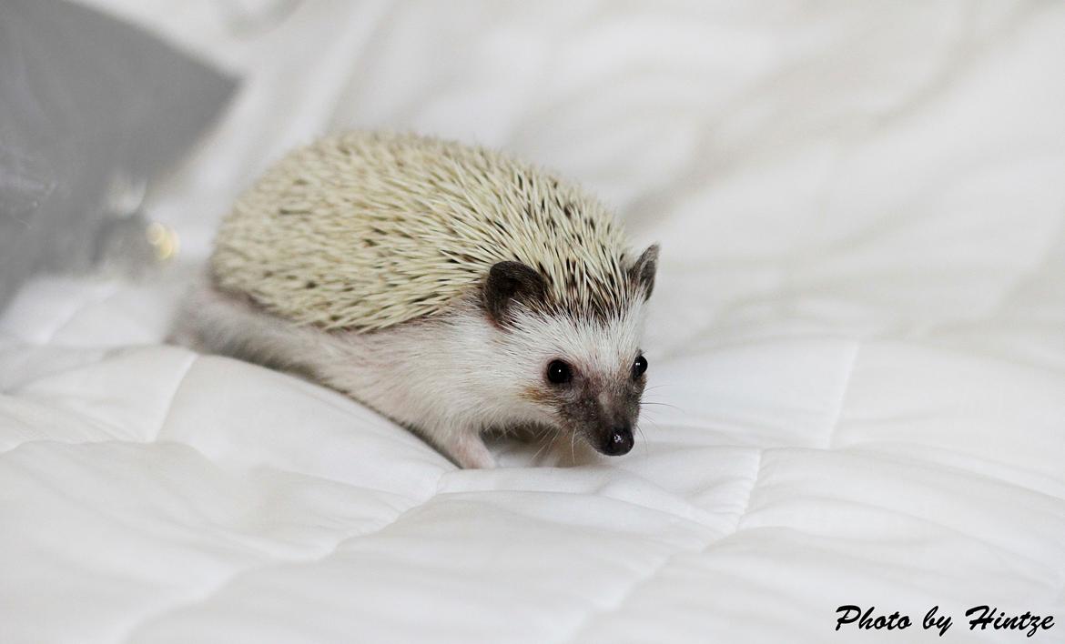 Pindsvin DRM Burgandy Rose  billede 5