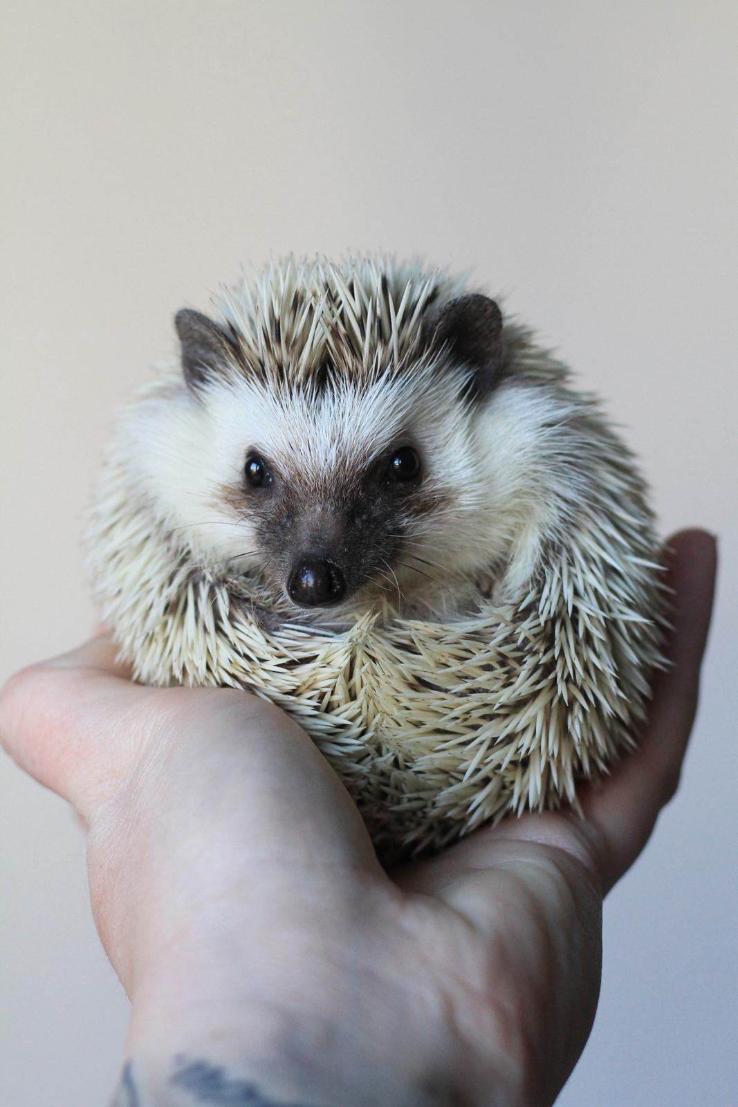 Pindsvin DRM Burgandy Rose  billede 6