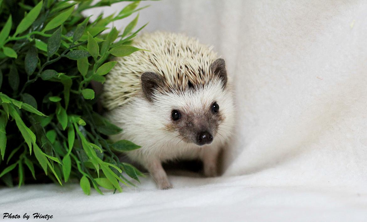 Pindsvin DRM Burgandy Rose  billede 7