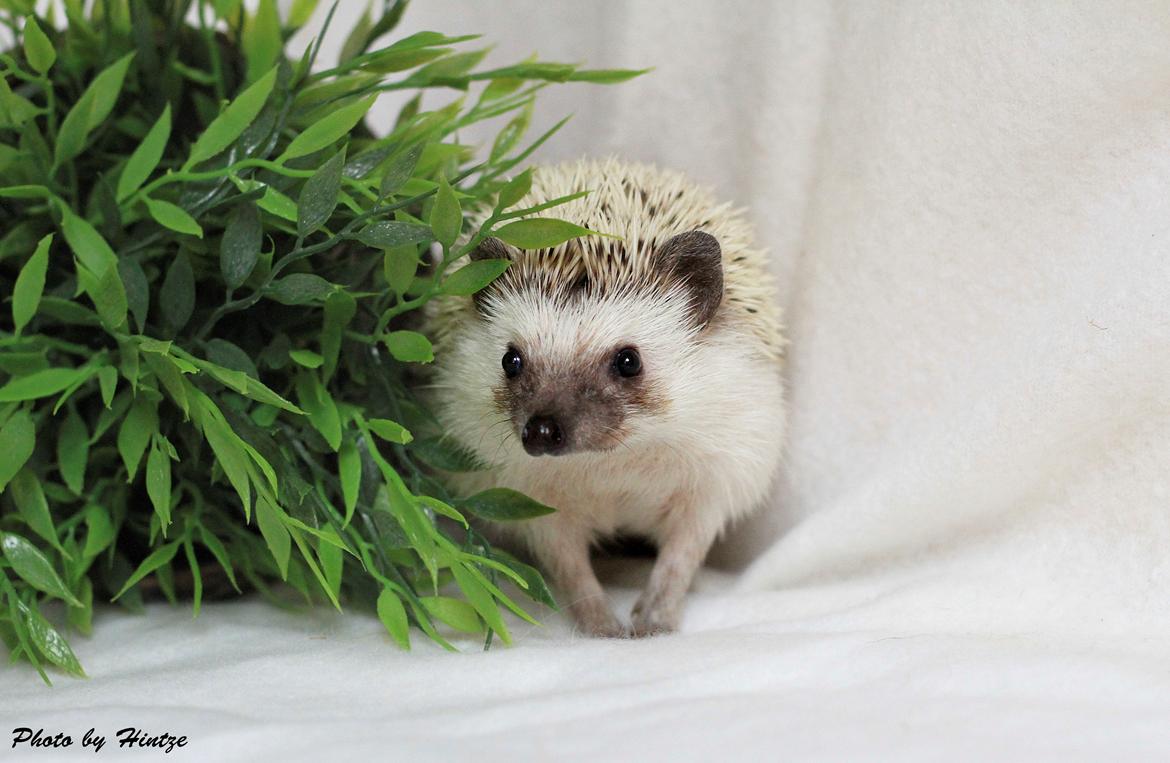 Pindsvin DRM Burgandy Rose  billede 8