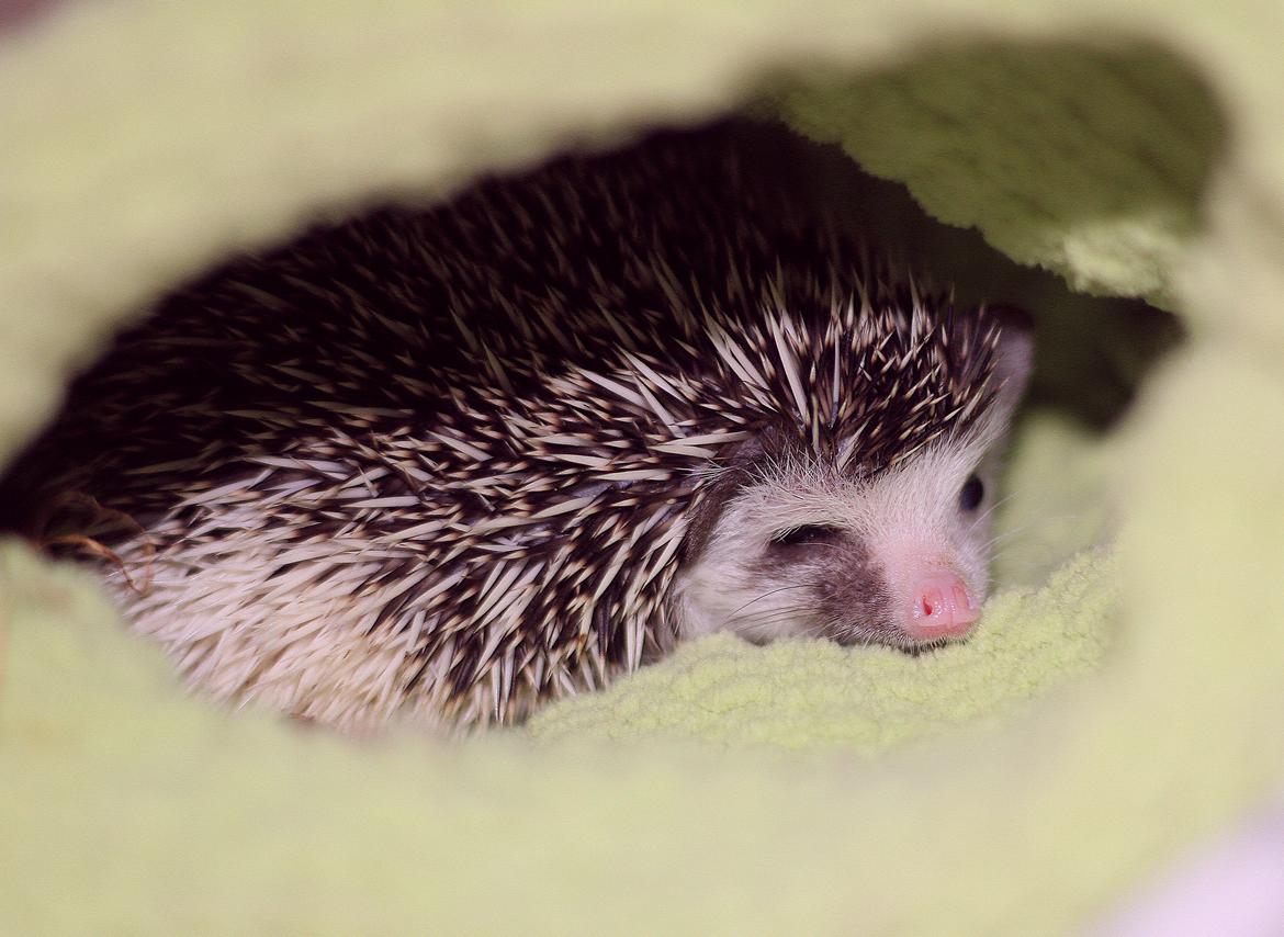 Pindsvin DK´s Lille Fyr  billede 8