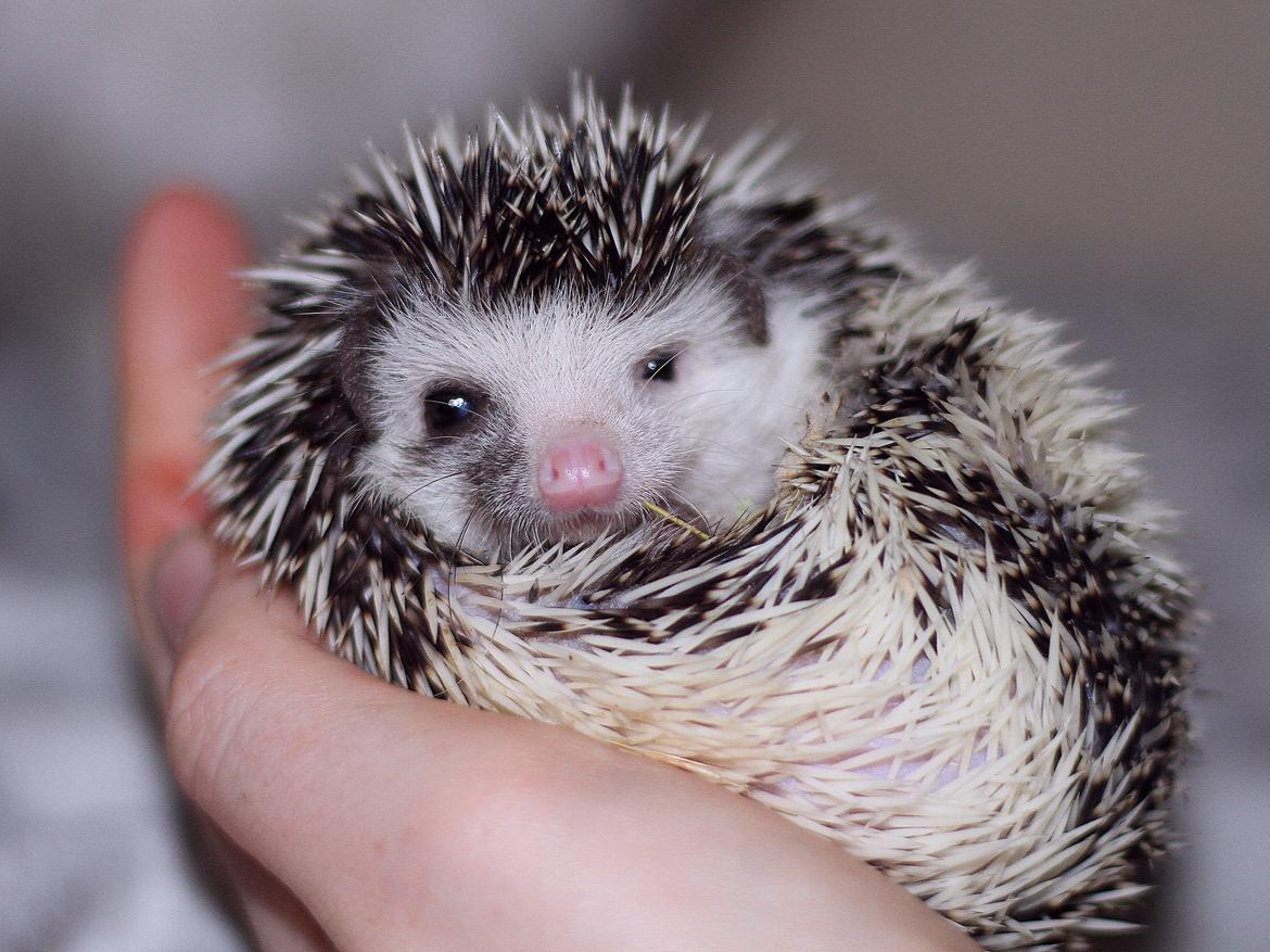 Pindsvin DK´s Lille Fyr  billede 9