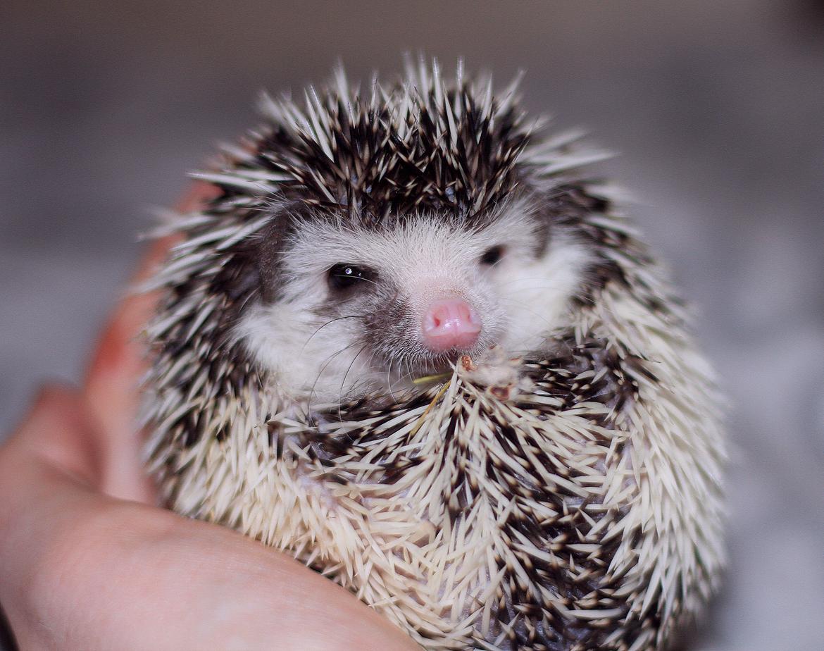 Pindsvin DK´s Lille Fyr  billede 10