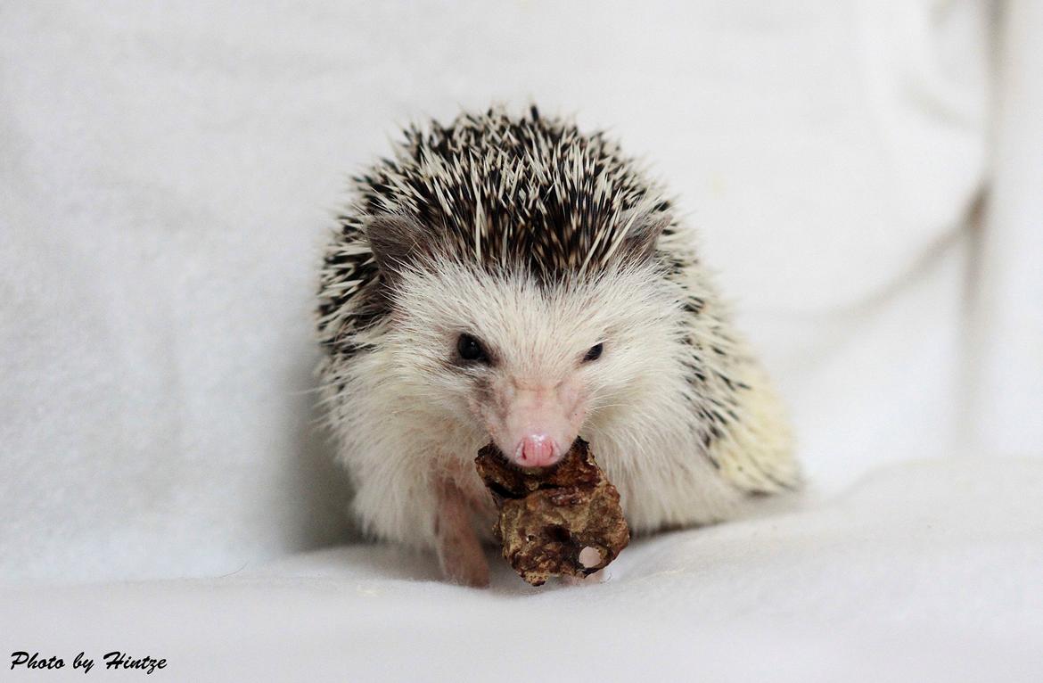 Pindsvin DK´s Lille Fyr  billede 6