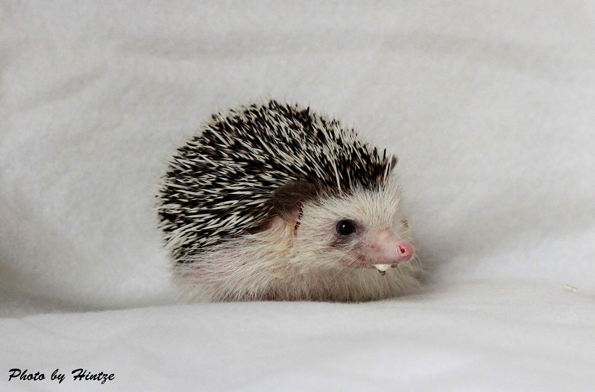 Pindsvin DK´s Lille Fyr  billede 4