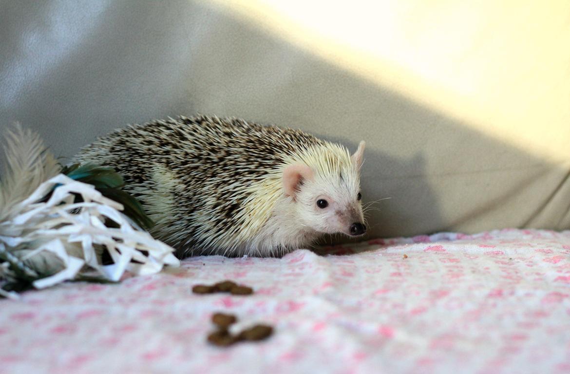 Pindsvin Elly PL  billede 1