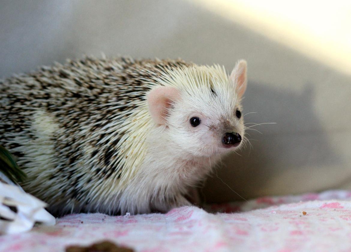 Pindsvin Elly PL  billede 3