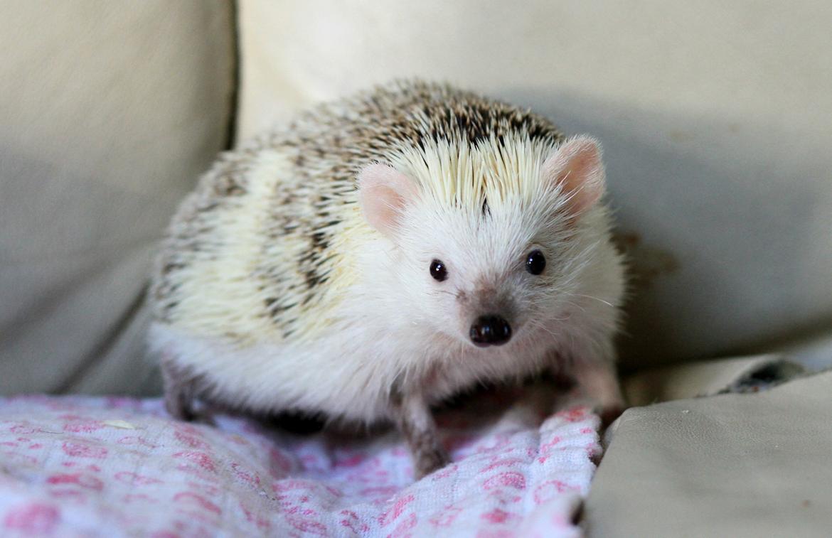 Pindsvin Elly PL  billede 4