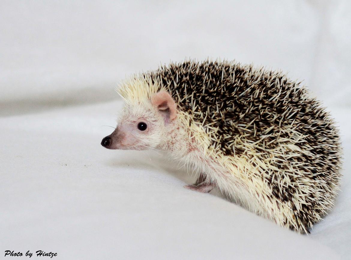 Pindsvin Elly PL  billede 5