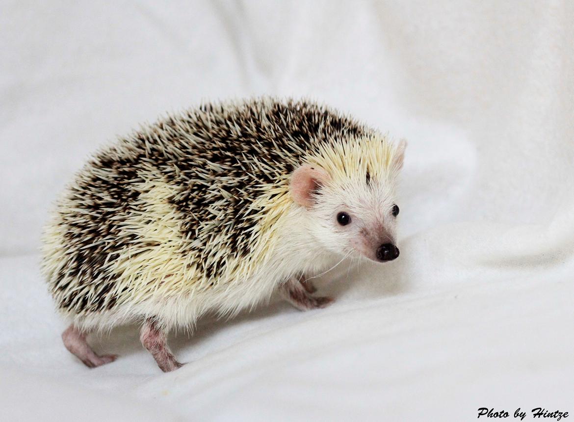 Pindsvin Elly PL  billede 6