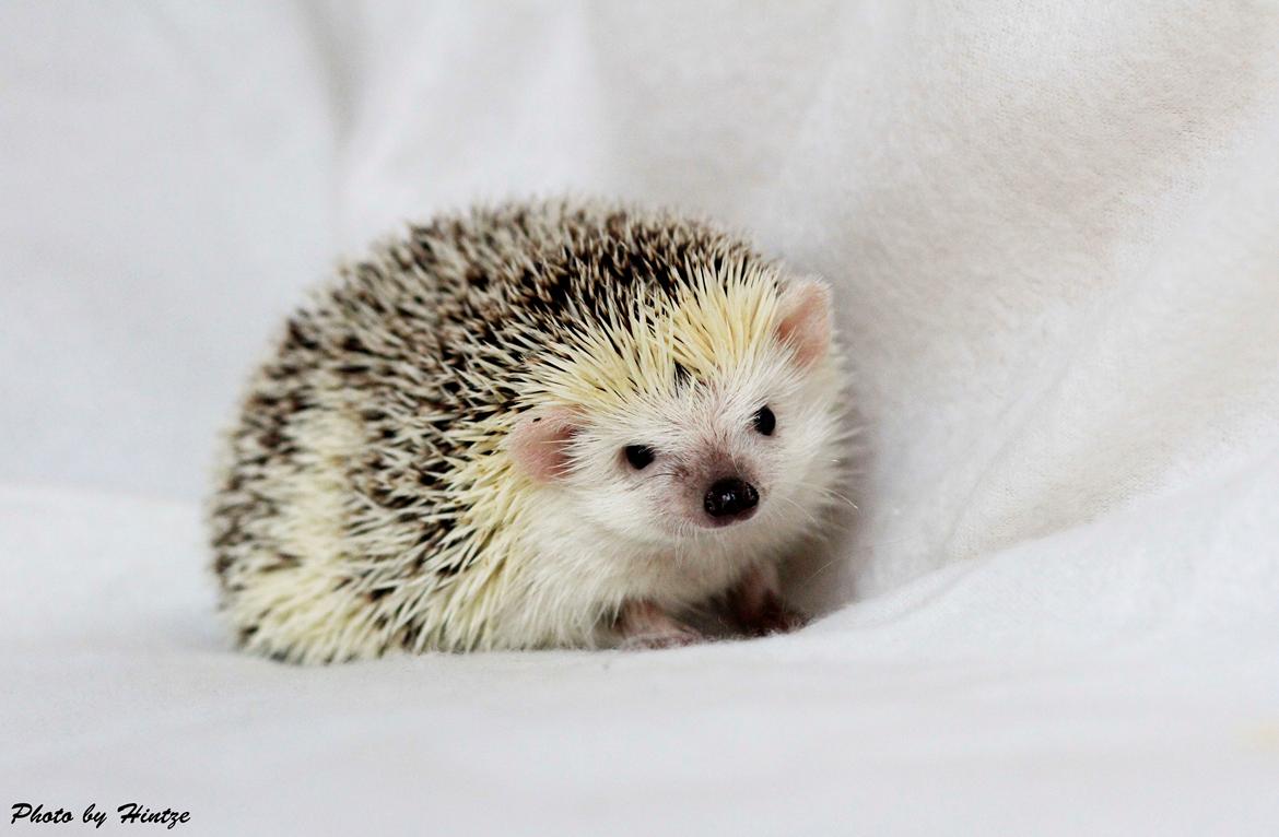 Pindsvin Elly PL  billede 7