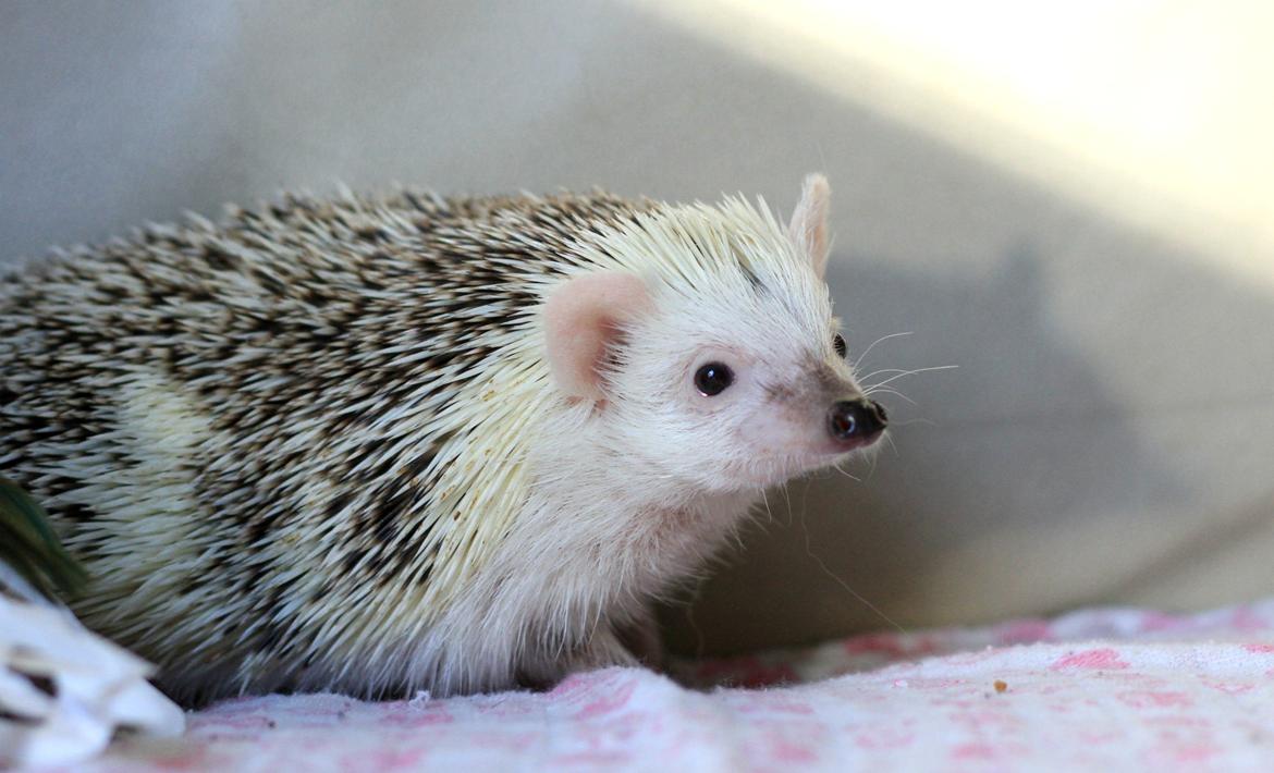 Pindsvin Elly PL  billede 2