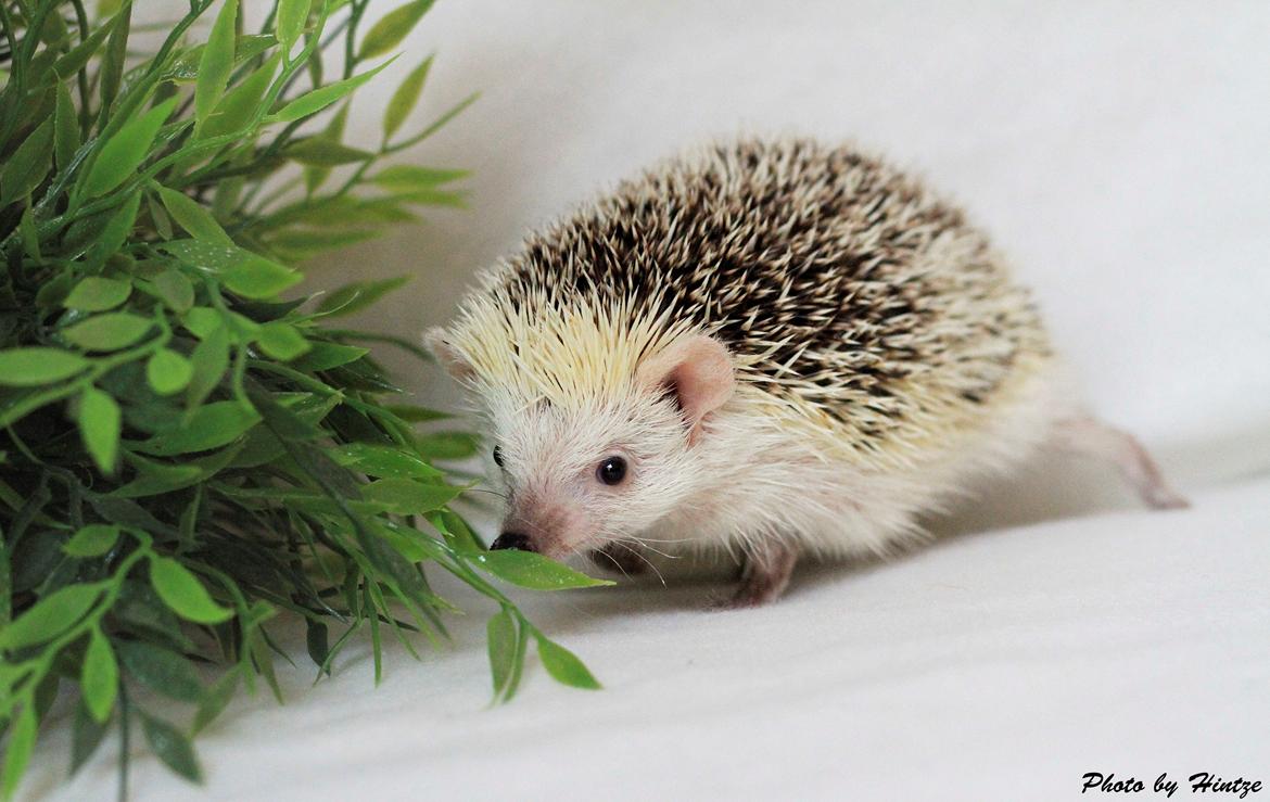 Pindsvin Elly PL  billede 8