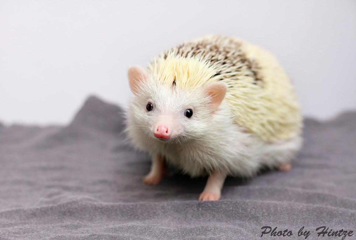 Pindsvin Snowie  billede 1