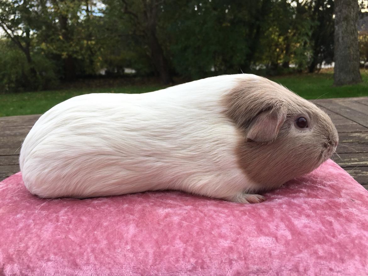 Marsvin Koreskas Å-susanne (Sofie) billede 11