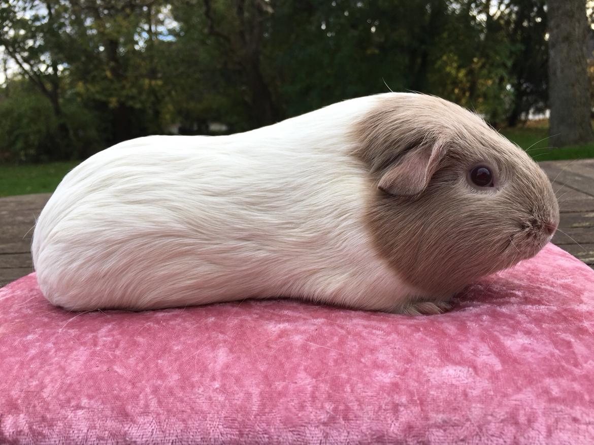 Marsvin Koreskas Å-susanne (Sofie) billede 12