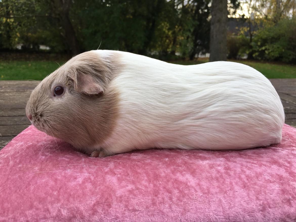 Marsvin Koreskas Å-susanne (Sofie) billede 13