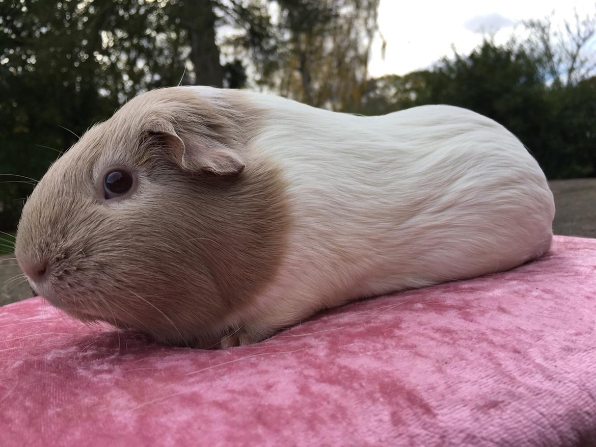 Marsvin Koreskas Å-susanne (Sofie) billede 14