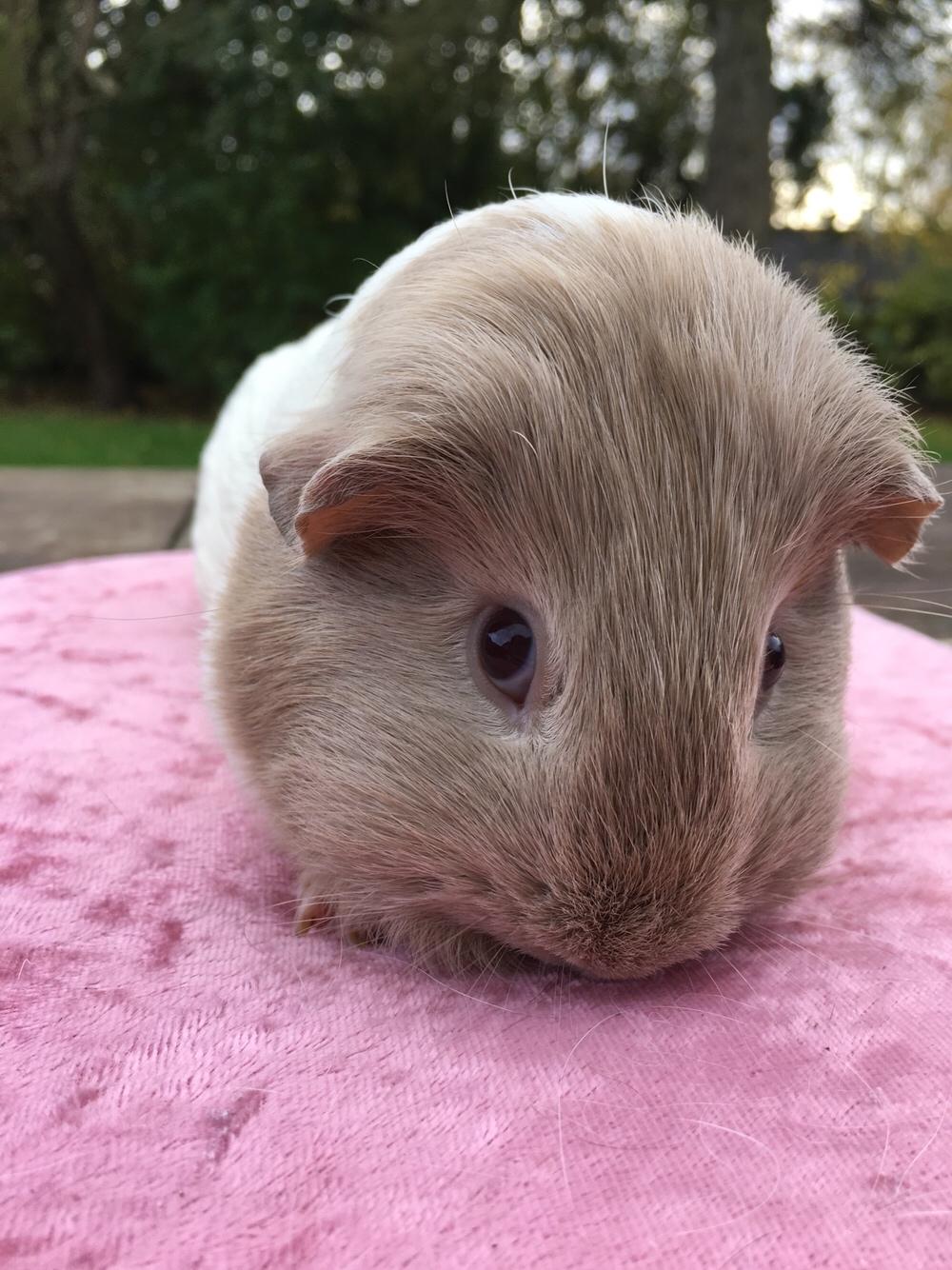 Marsvin Koreskas Å-susanne (Sofie) billede 15