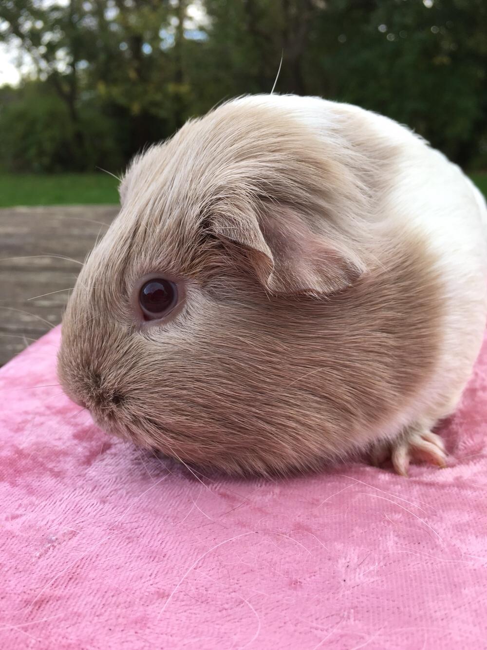 Marsvin Koreskas Å-susanne (Sofie) billede 16