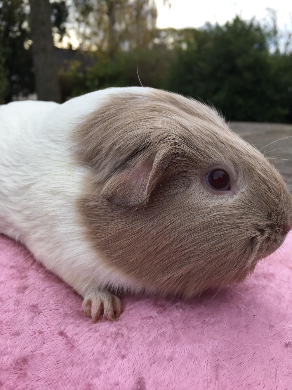 Marsvin Koreskas Å-susanne (Sofie) billede 17