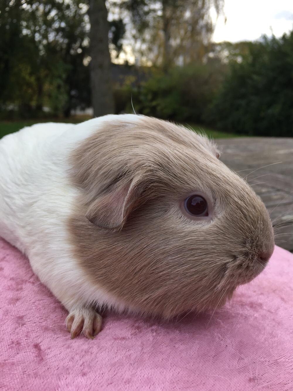 Marsvin Koreskas Å-susanne (Sofie) billede 18