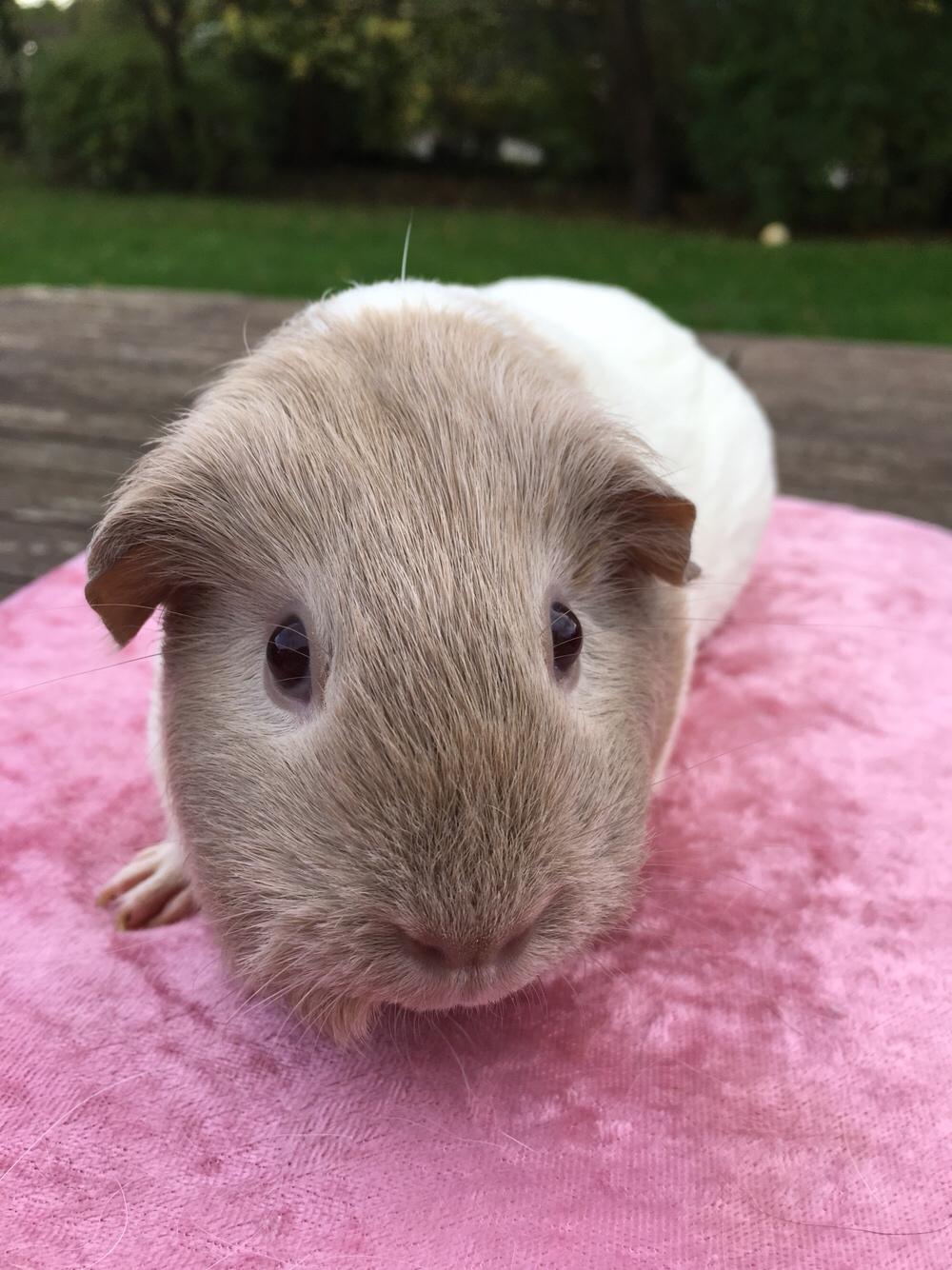 Marsvin Koreskas Å-susanne (Sofie) billede 19