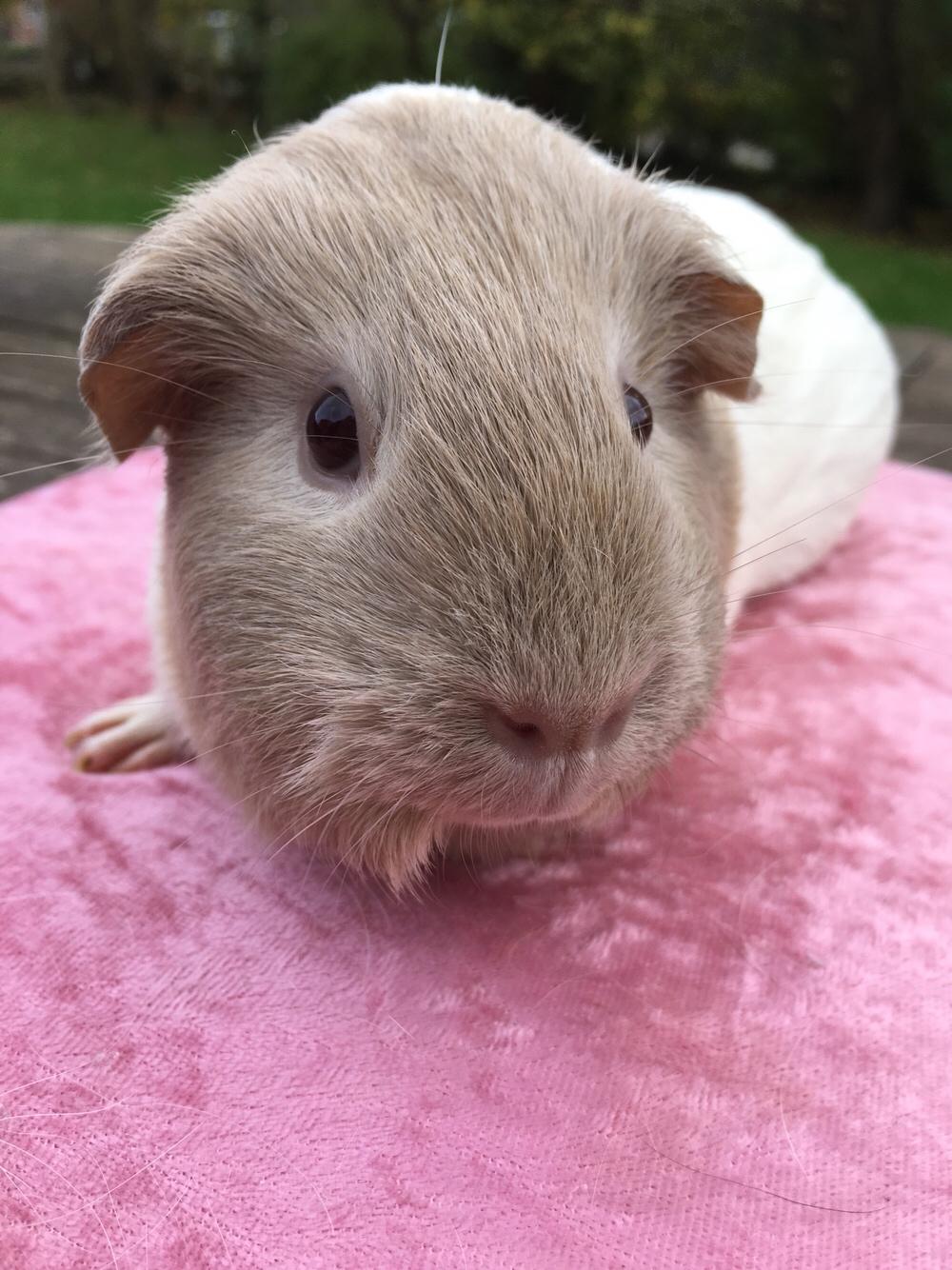 Marsvin Koreskas Å-susanne (Sofie) billede 20