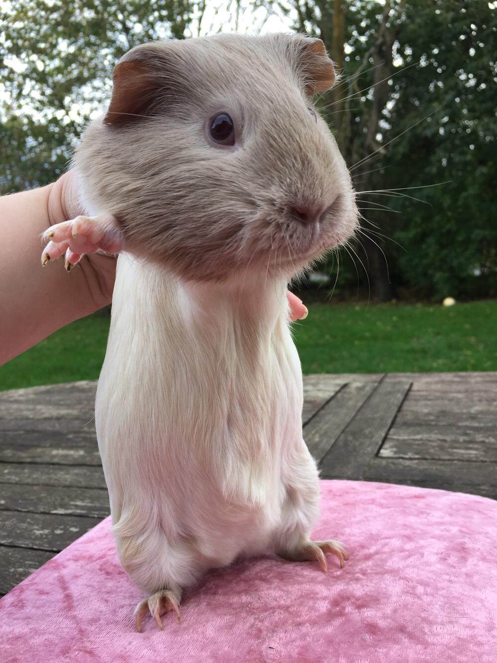 Marsvin Koreskas Å-susanne (Sofie) billede 23