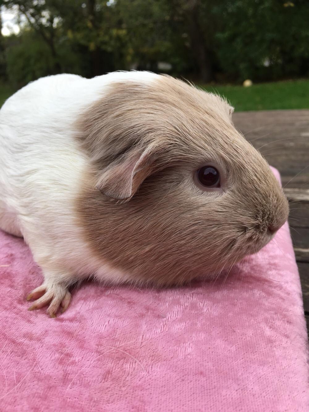 Marsvin Koreskas Å-susanne (Sofie) billede 24