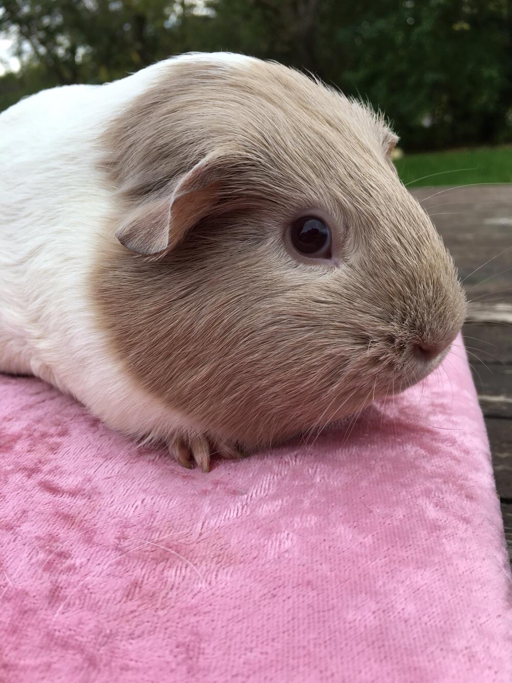 Marsvin Koreskas Å-susanne (Sofie) billede 25