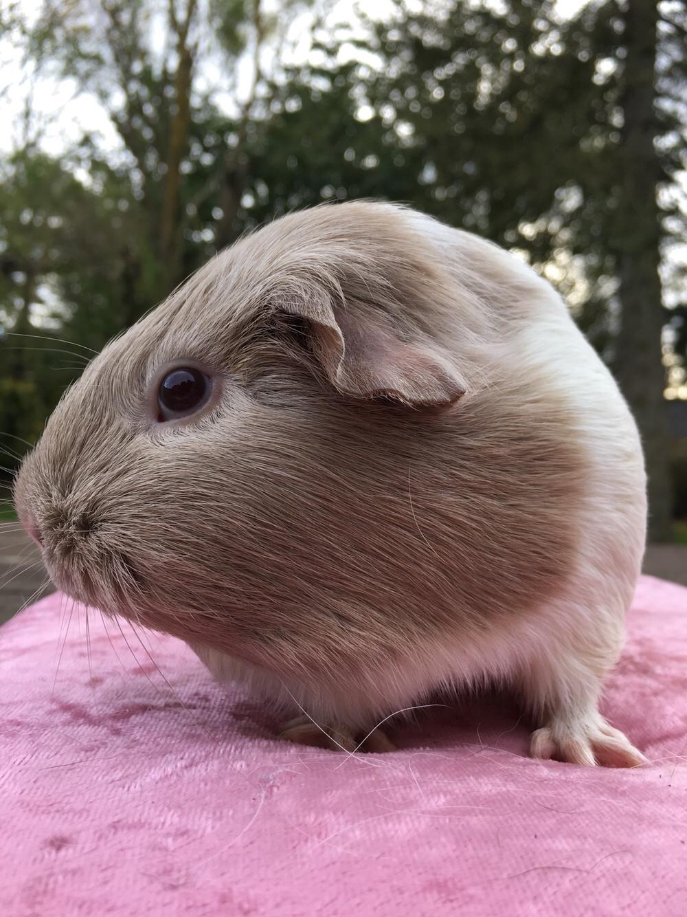 Marsvin Koreskas Å-susanne (Sofie) billede 26