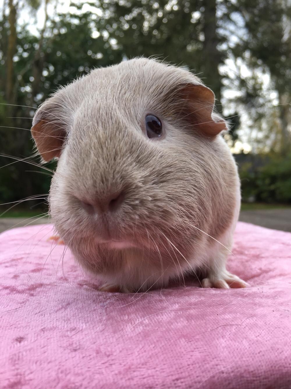 Marsvin Koreskas Å-susanne (Sofie) billede 28