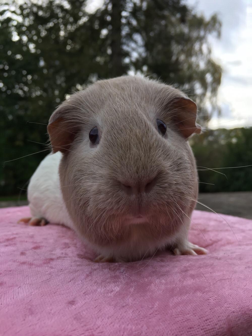 Marsvin Koreskas Å-susanne (Sofie) billede 29