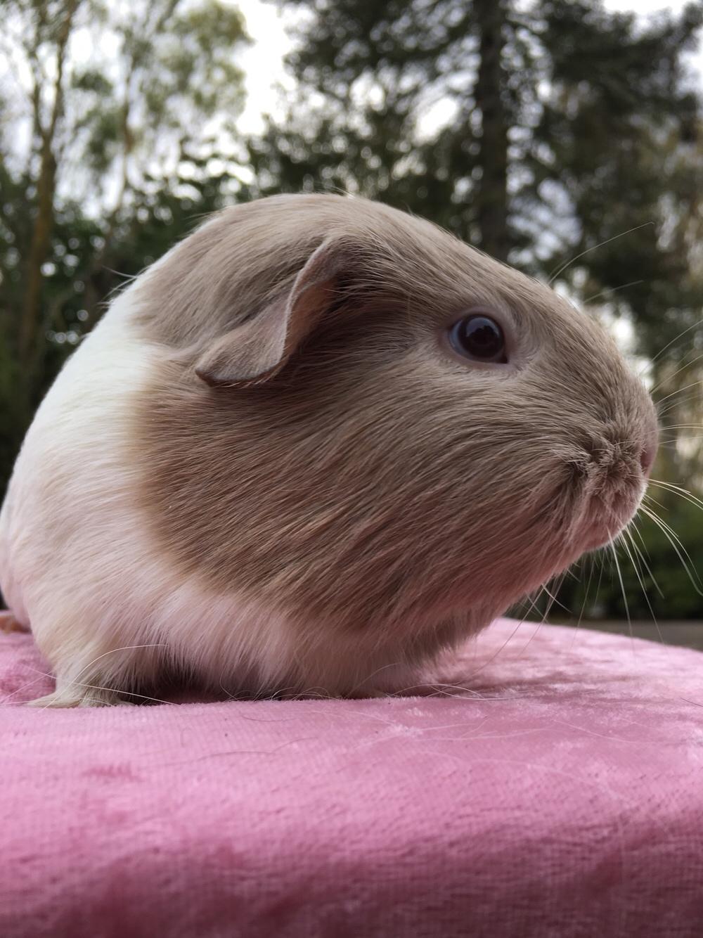 Marsvin Koreskas Å-susanne (Sofie) billede 31