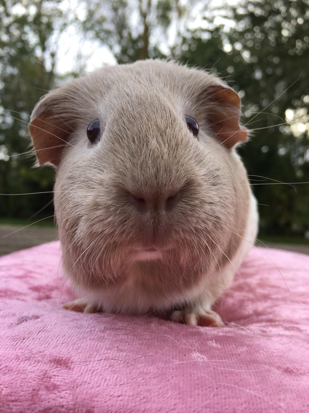 Marsvin Koreskas Å-susanne (Sofie) billede 30