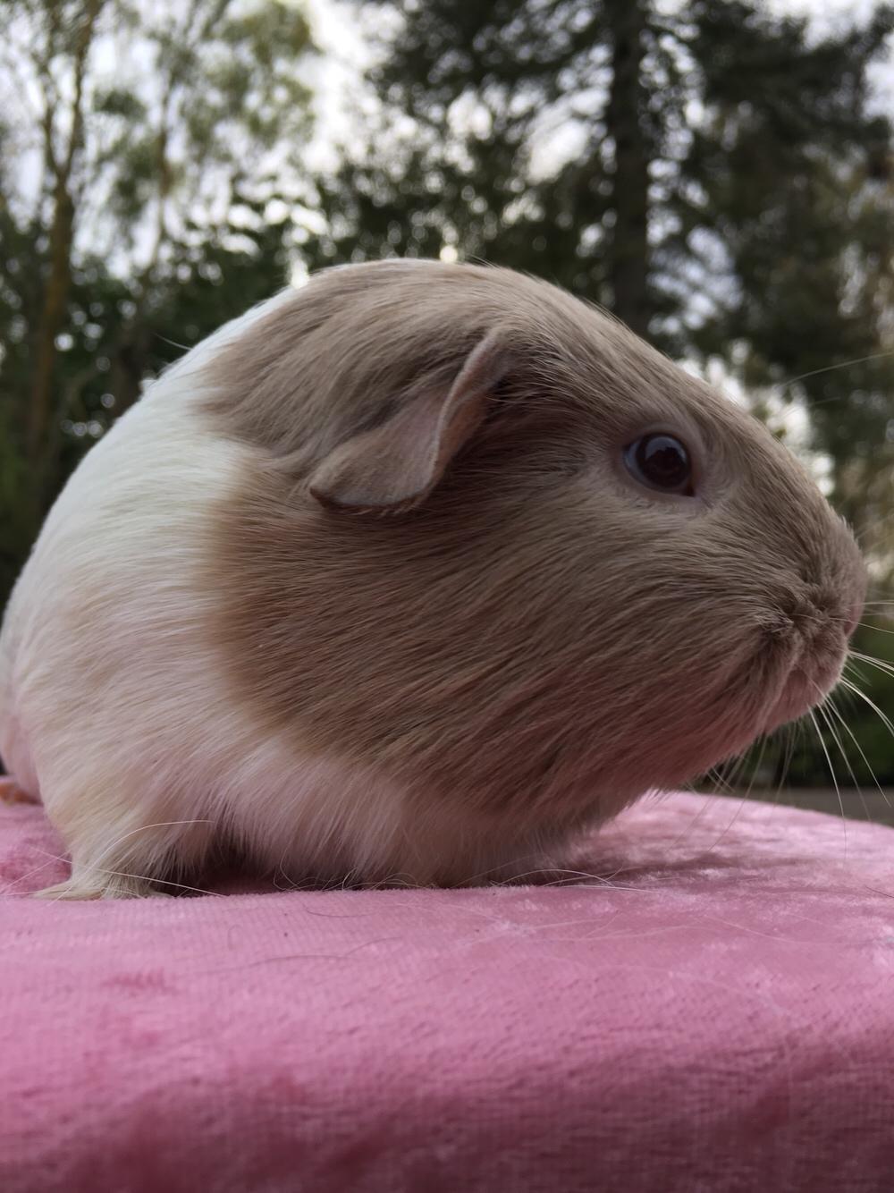 Marsvin Koreskas Å-susanne (Sofie) billede 32