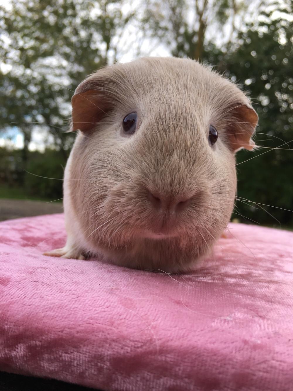 Marsvin Koreskas Å-susanne (Sofie) billede 33