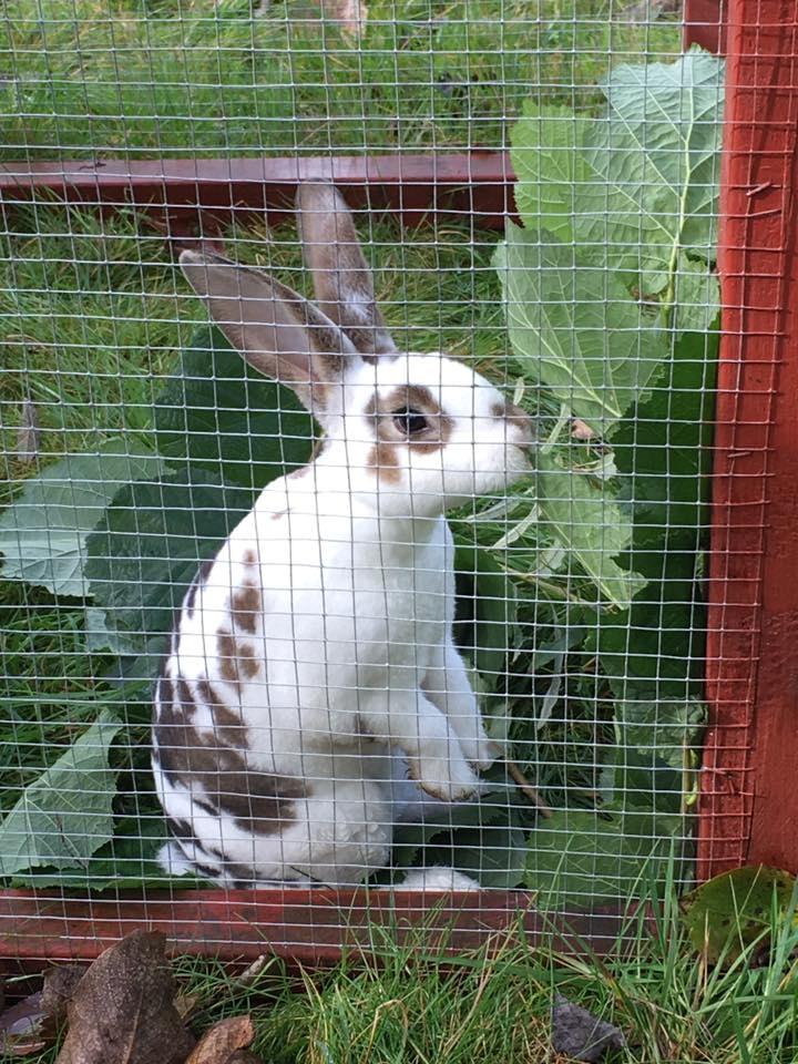 Kanin Ninus billede 4