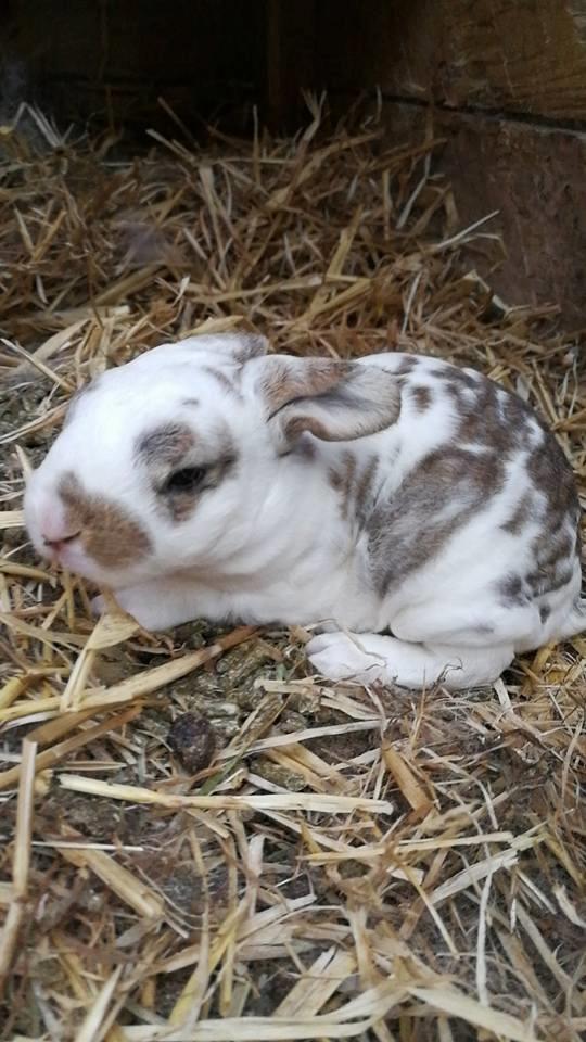 Kanin Ninus billede 2