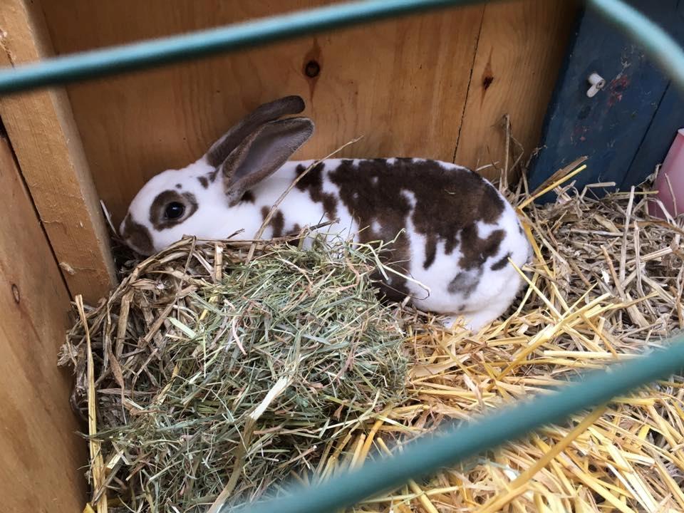 Kanin Ninus billede 1