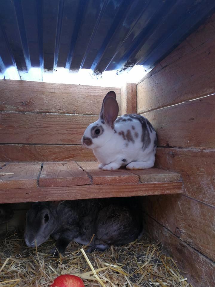 Kanin Ninus billede 3