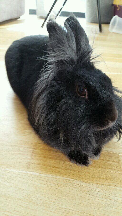 Kanin Snutti billede 1
